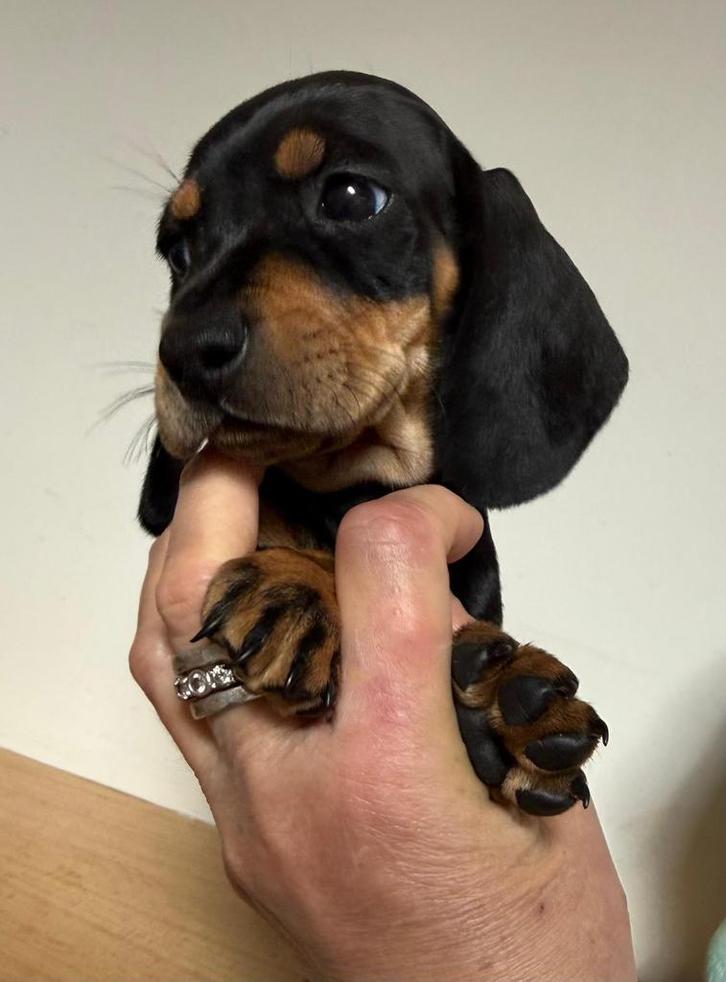 Prachtige dwergteckel teven, Dieren en Toebehoren, Honden | Teckels en Dashonden, Teef, Korthaar, Dwerg, Fokker | Professioneel