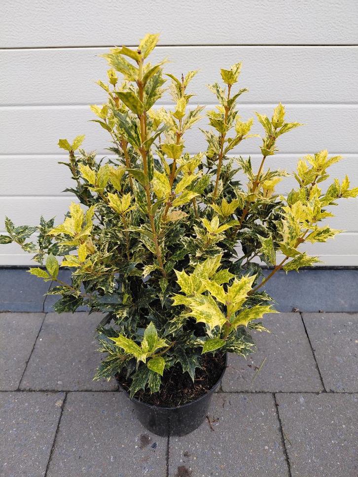 Osmanthus Goshiki, Jardin & Terrasse, Plantes | Jardin, Mi-ombre, Enlèvement
