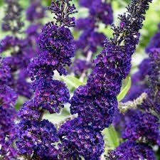 Buddleya Black Knight, Tuin en Terras, Planten | Tuinplanten, Ophalen