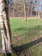 Paardenweide met stalling te huur te westerlo, Mise à l'étable