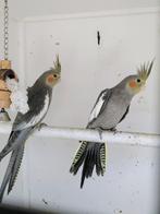 Valkparkietje's, Animaux & Accessoires, Oiseaux | Perruches & Perroquets, Femelle, Perruche, Domestique