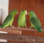 3 Forpus, Dieren en Toebehoren, Vogels | Parkieten en Papegaaien, Geringd