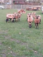 Moutons du Cameroun (brebis), Animaux & Accessoires