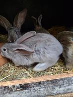 Vlaamse reuzen, Dieren en Toebehoren, Konijnen