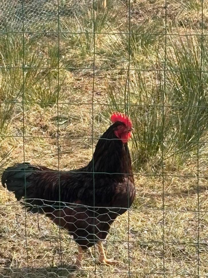 Broedeieren kippen – ISA Brown/Sussex /Harco mix ( kruising), Dieren en Toebehoren, Pluimvee, Kip, Geslacht onbekend