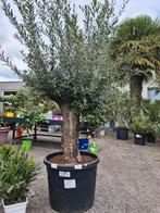 Olijfboom Olea Europaea - Terrasolijfboom, Ophalen, Olijfboom