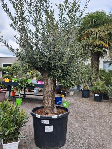 Olijfboom Olea Europaea - Terrasolijfboom  beschikbaar voor biedingen