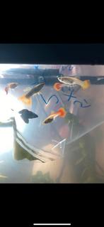 Verschillende varianten guppy’s, Dieren en Toebehoren, Vis, Zoetwatervis