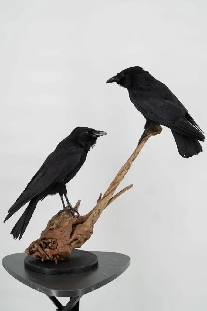 Opgezette Kraaien op Tak - Wildernis Atelier, Verzamelen, Dierenverzamelingen