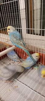 Belles perruches arc-en-ciel, Animaux & Accessoires, Oiseaux | Perruches & Perroquets