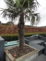 Palm boom, Jardin & Terrasse, Plantes | Arbres, En pot, Enlèvement, Palmier, 100 à 250 cm
