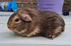 Deze cavias mogen de mama verlaten., Dieren en Toebehoren, Knaagdieren, Cavia, Juli, Meerdere dieren, Tam