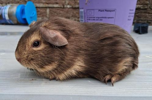 Deze cavias mogen de mama verlaten., Dieren en Toebehoren, Knaagdieren, Meerdere dieren, Cavia, Juli, Tam