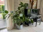 Ficus Altissima XL - familie vijgenboom, Maison & Meubles, Plantes d'intérieur, Plante verte, Ficus, 150 à 200 cm, Enlèvement