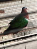 Groenvleugelduifje man, Dieren en Toebehoren