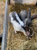 Vlaamse reus, Dieren en Toebehoren, Ophalen of Verzenden