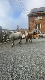 2 shetland veulens, Dieren en Toebehoren, Pony's, 0 tot 2 jaar, Hengst, Gechipt, Onbeleerd