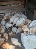 Legkip kuikens /gesekt en geënt/ handtam, Dieren en Toebehoren, Pluimvee, Vrouwelijk, Kip