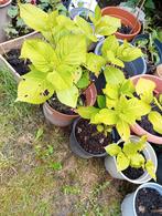 Hydrangea plant verschillende groot, Tuin en Terras, Ophalen