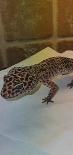 Luipaardgekko mack snow, Dieren en Toebehoren, Hagedis, Tam, 3 tot 6 jaar