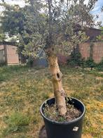 Olijfboom in pot, Ophalen, In pot, Olijfboom