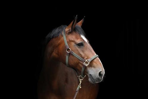 Fokmerrie Quite Capitol x Galvano (drachtig van Nasdaq Z), Dieren en Toebehoren, Paarden, Merrie, Niet van toepassing, 160 tot 165 cm