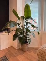 Grande plante d’intérieur – Strelitzia (Oiseau de paradis), Maison & Meubles, Plantes d'intérieur, Enlèvement, 150 à 200 cm