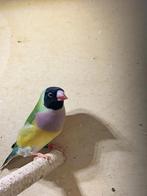 gouldamandines, Plusieurs animaux