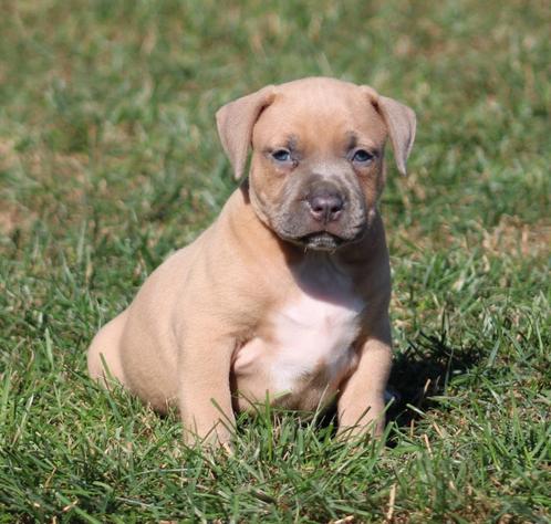 Amerikaanse Stafford pups, Dieren en Toebehoren, Honden | Jack Russells en Terriërs, Meerdere dieren, American Staffordshire Terriër