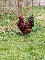 Rhode island red - Orpington haan met Orpington hennen, Dieren en Toebehoren, Pluimvee