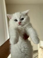 Britse kat, Dieren en Toebehoren, Kater, Ingeënt, 0 tot 2 jaar