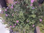 Zeer grote hibiscus met zeer veel paarse bloemen, Tuin en Terras, Ophalen