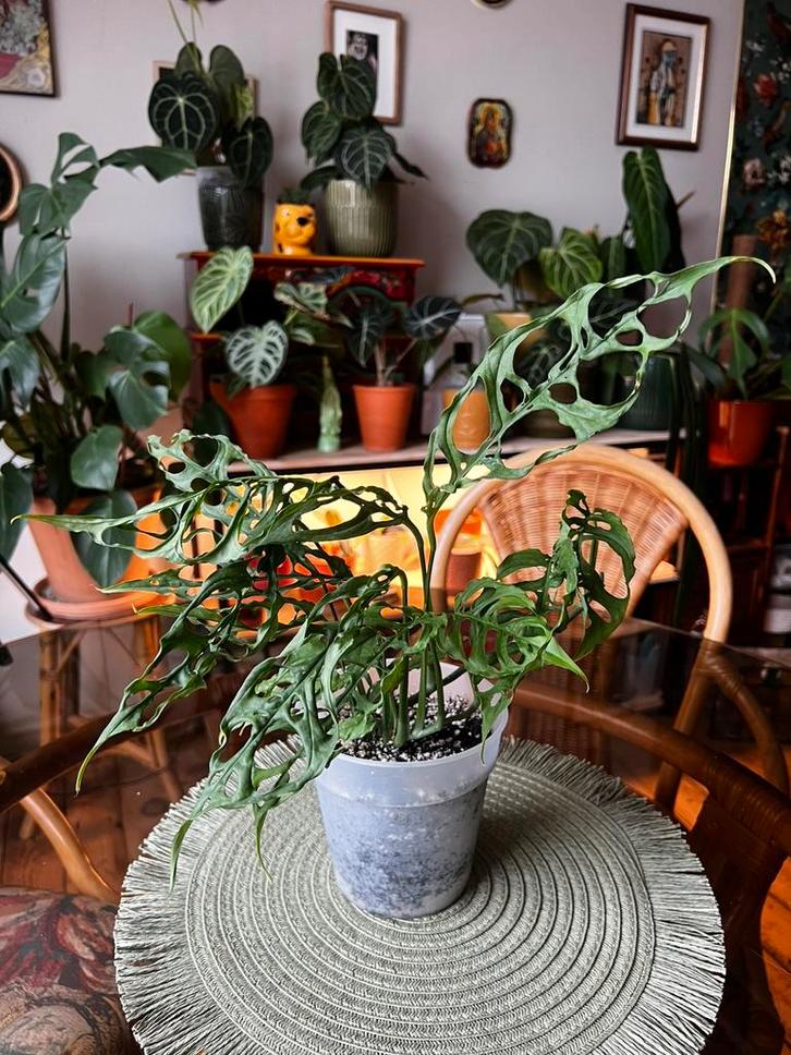Monstera obliqua peru, Huis en Inrichting, Kamerplanten, Ophalen