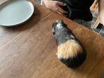 Cavia zeugje, Dieren en Toebehoren, Knaagdieren, Cavia, Vrouwelijk, Januari, Tam