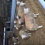 Schapen rammen bokken te koop, Dieren en Toebehoren