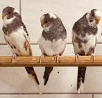 Df en ef atraciet., Dieren en Toebehoren, Vogels | Parkieten en Papegaaien, Parkiet