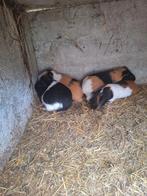 Cavia zeugjes tricolor, Décembre, Femelle, Cobaye