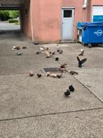 Iraakse duiven, Dieren en Toebehoren, Vogels | Duiven