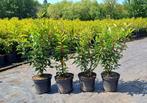 Prunus lus. ‘Angustifolia’ / Portugese laurier 40/50, Tuin en Terras, Planten | Struiken en Hagen, Ophalen, Laurier