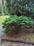 conifeer, Tuin en Terras, Planten | Bomen, Ophalen
