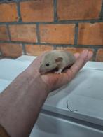 Jonge dumbo ratjes, handtam, Animaux & Accessoires, Rongeurs, Décembre, Rat, Domestique