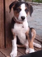 Mooi boerenfox pups, Dieren en Toebehoren, Honden | Niet-rashonden, België, Fokker | Hobbymatig, CDV (hondenziekte), 8 tot 15 weken