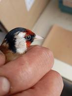Échange chardonneret parva mal par une femelle chardonneret, Dieren en Toebehoren, Mannelijk, Bastaard