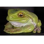 Frog Jumbo – Kikker beeld Lengte 101 cm, Nieuw, Ophalen