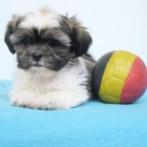 Shih Tzu - Belgische pups te koop, Dieren en Toebehoren, Honden | Chihuahua's en Gezelschapshonden, België, CDV (hondenziekte)