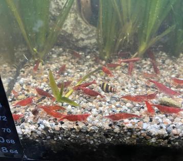 Groep 30 rode garnalen beschikbaar voor biedingen