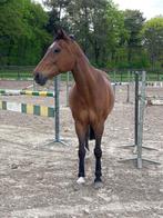 Recreatie/sportpaard, Recreatiepaard, B, 11 jaar of ouder, Merrie