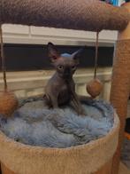 Sphynx kittens, Dieren en Toebehoren, Katten en Kittens | Raskatten | Korthaar, Meerdere dieren, Gechipt, 0 tot 2 jaar