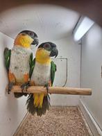 zwartkop caicue, Dieren en Toebehoren, Vogels | Parkieten en Papegaaien