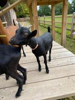 Kindvriendelijk geitje (stamboom) - Mona vd Predikherenhoeve, Dieren en Toebehoren, Schapen, Geiten en Varkens, Vrouwelijk, Geit